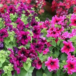 Фриллитуния Экспресс F1 смесь