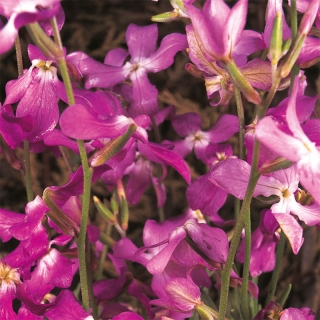 Маттиола Летняя песня двурогая