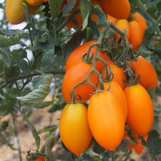 Томат Органза F1 (Monsanto Ip Management B.V.)