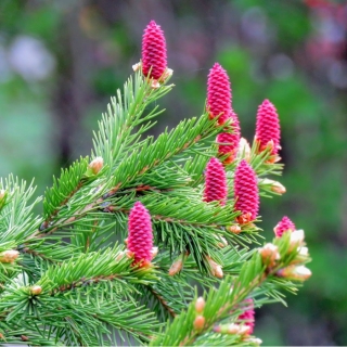 Ель Аянская (большой пакет)