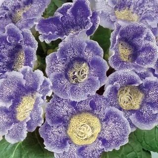 Глоксиния Адмирал