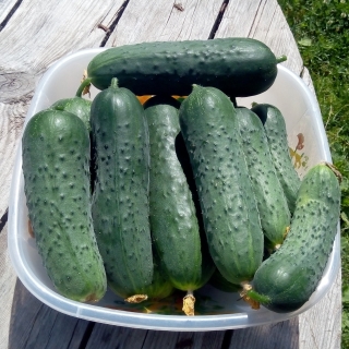 Огурец Фулл Хаус F1