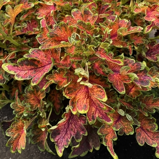 Колеус Расписные кружева Аллы