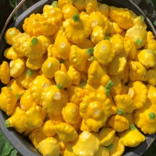 Патиссон Маленький принц F1