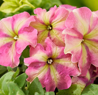 Петуния Шейк Строберри