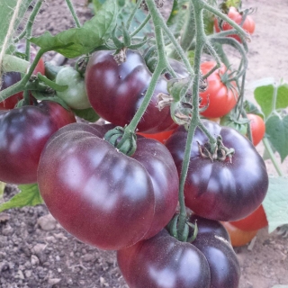 Томат Уральский бриллиант F1