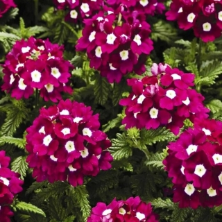 Вербена Маджента