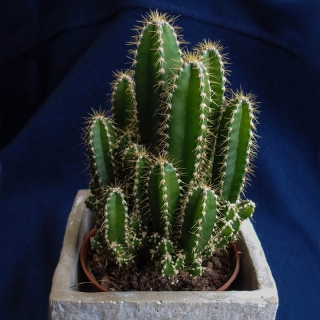 Цереус Бамбино перуанский