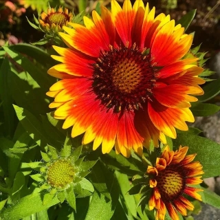 Гайлардия Восточные узоры