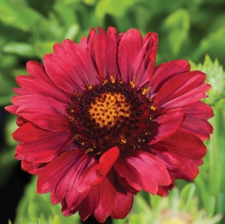 Гайлардия Остистая Бургунди