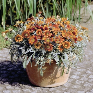 Газания Талент Ред Шейдз (гацания)