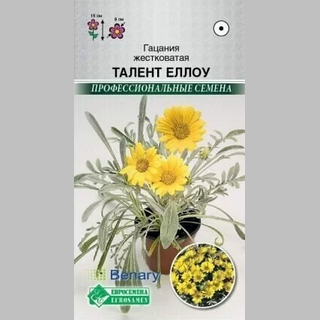 Газания Талент Еллоу (гацания)