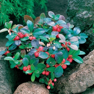 Гаультерия Вери Берри лежачая