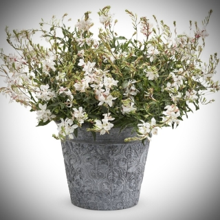 Гаура Снежинки (Линдхеймера)