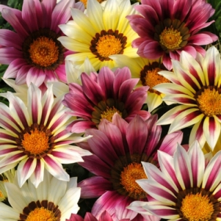 Газания (гацания) Нью Дей Клубника со сливками F1