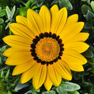 Газания (гацания) Нью Дей желтая F1