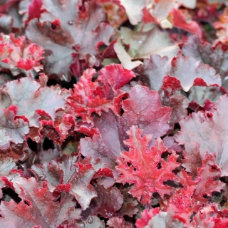 Гейхера Тающий Огонь (гибридная)