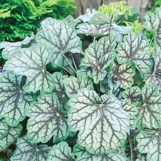 Гейхера Марвелес Марбл Сильвер (гибридная)