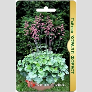 Гейхера Коралл Форест (кроваво-красная)