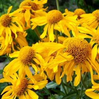 Гелениум Хупа (большой пакет)