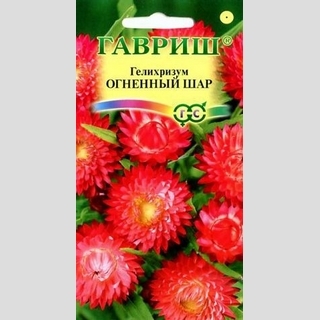 Гелихризум Огненный шар