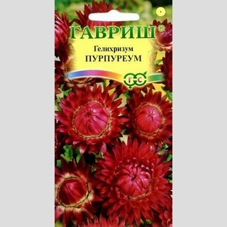 Гелихризум Пурпуреум