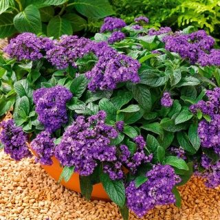 Гелиотроп Марин перуанский