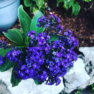 Гелиотроп Морской