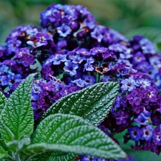 Гелиотроп Морской Бриз