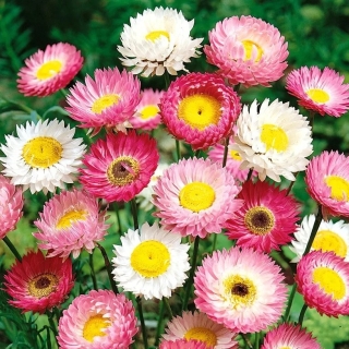 Гелиптерум Хоровод (розовый)