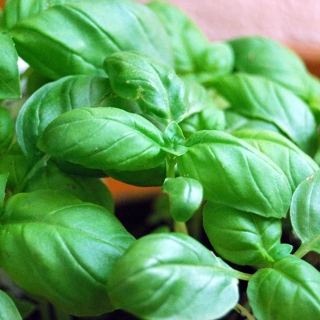 Базилик Генуэзский