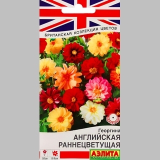 Георгина Английская раннецветущая смесь