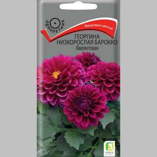 Георгина Барокко Фиолетовая