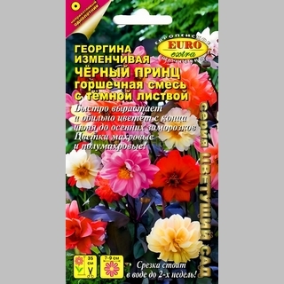 Георгина Чёрный принц (с тёмной листвой)