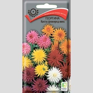 Георгина Кактус фловеред микс