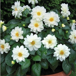 Георгина Карлсон Вайт