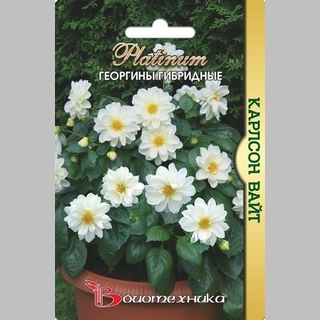 Георгина Карлсон Вайт