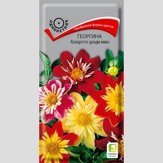 Георгина Коларетте дэнди микс