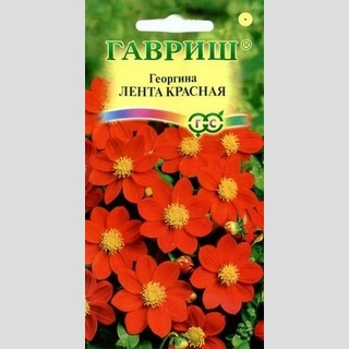 Георгина Лента красная