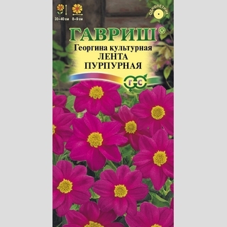 Георгина Лента пурпурная
