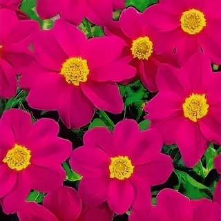 Георгина Лента пурпурная