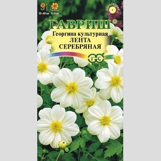 Георгина Лента серебряная