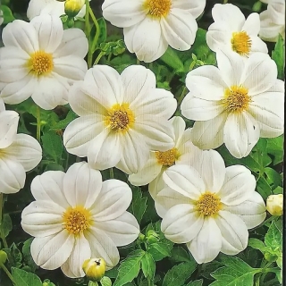 Георгина Лента серебряная