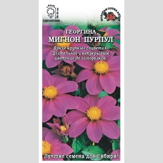 Георгина Мигнон Пурпул