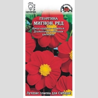 Георгина Мигнон Ред