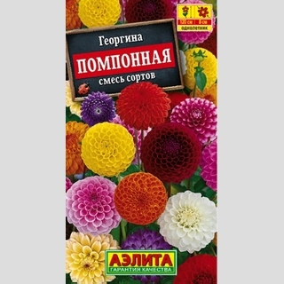 Георгина помпонная смесь