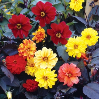 Георгина Чёрный принц (с тёмной листвой)