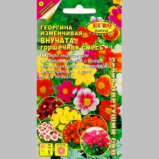 Георгина Внучата