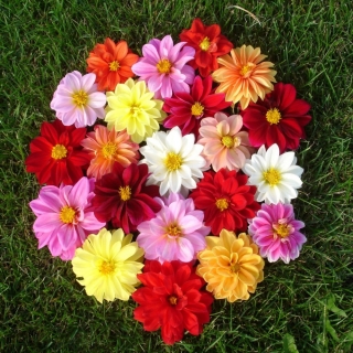 Георгина Нефертити смесь сортов