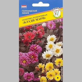 Георгина Блади Мари темнолистная